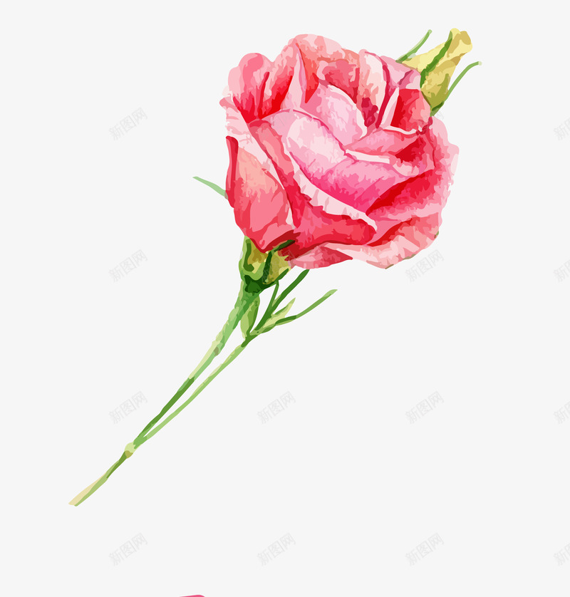 手绘清新一枝玫瑰花png免抠素材_新图网 https://ixintu.com 一枝玫瑰花 包装设计 小清新包装 花朵 花朵装饰 花瓣 花瓣装饰 花草设计 贺卡设计