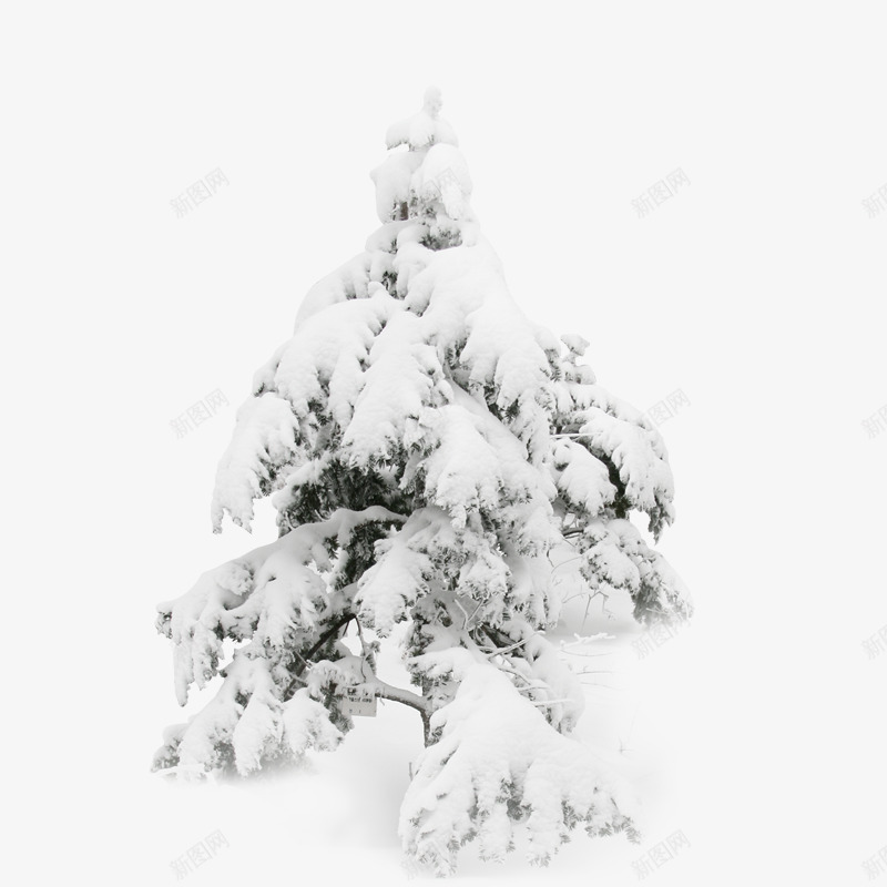 树png免抠素材_新图网 https://ixintu.com 冬天元素 树 植物 雪