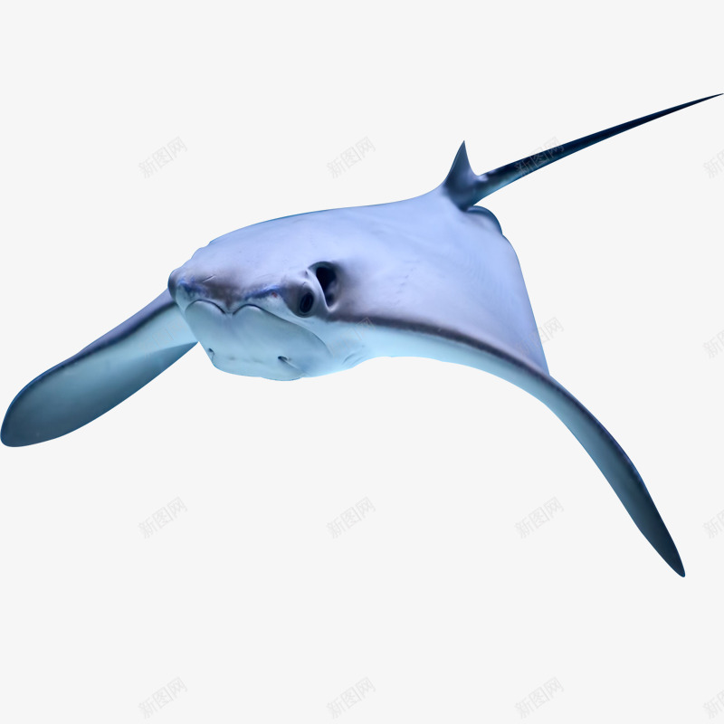 蓝色魟鱼png免抠素材_新图网 https://ixintu.com 动物 水生物 蓝色 鱼类