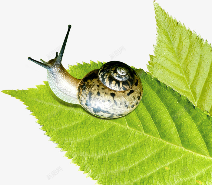 清新春季植物蜗牛png免抠素材_新图网 https://ixintu.com 春季 植物 清新 蜗牛
