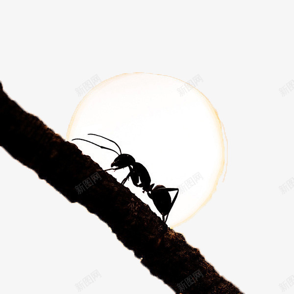 夜下的蚂蚁png免抠素材_新图网 https://ixintu.com 夜晚 影子 蚂蚁