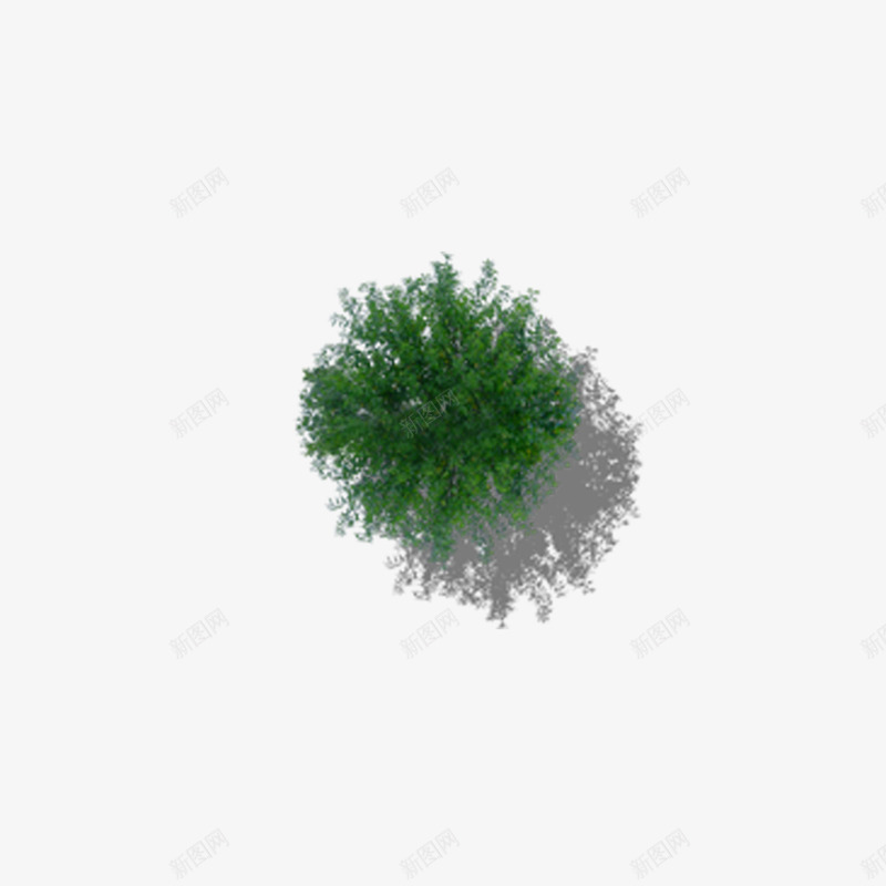 俯视茂盛的树顶png免抠素材_新图网 https://ixintu.com 俯视树 俯视树木 俯视椰子树 实物 树俯视 树俯视图 树顶 椰子树俯视图 椰子树顶视图 樟树叶子 海报设计 茂盛的树顶 香樟树