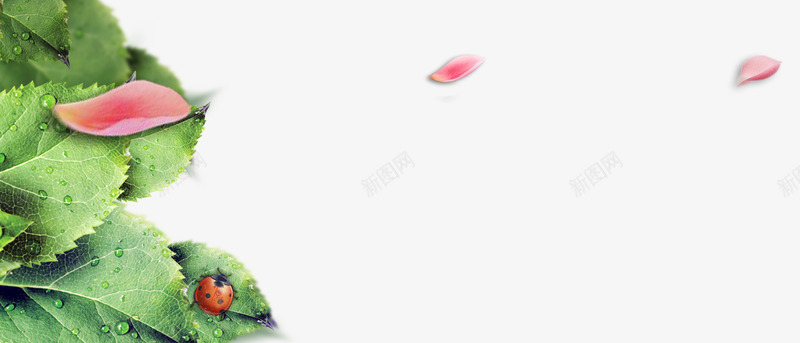 淘宝电商春季新款图png免抠素材_新图网 https://ixintu.com 树叶 瓢虫 花瓣