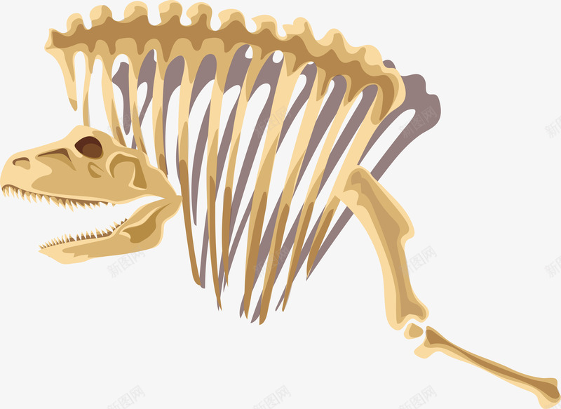 恐龙骨架卡通插画png免抠素材_新图网 https://ixintu.com 动物 卡通插画 历史 原始 恐龙 设计 骨架