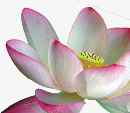 清新粉色春季荷花png免抠素材_新图网 https://ixintu.com 春季 清新 粉色 荷花