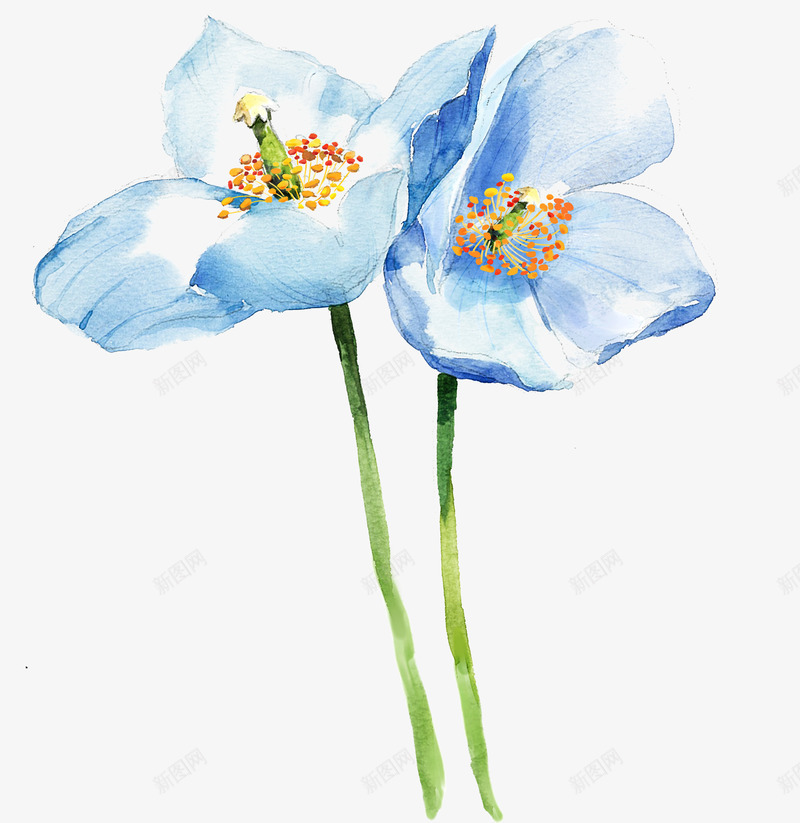 手绘淡雅花卉png免抠素材_新图网 https://ixintu.com 淡雅 素材 花卉