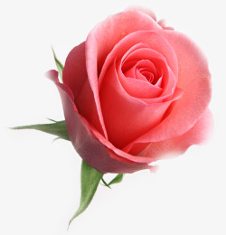 情人节粉色玫瑰花素材