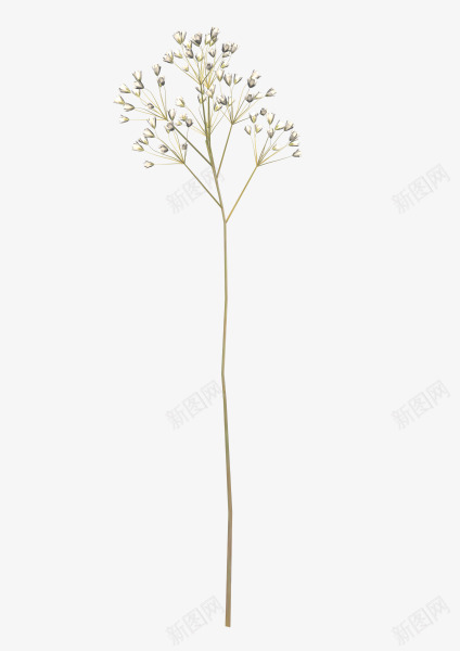 孤独的花png免抠素材_新图网 https://ixintu.com 好看 孤单 寂寞 花朵