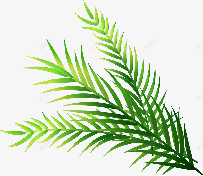 手绘树叶矢量图ai免抠素材_新图网 https://ixintu.com 三簇树叶 手绘 植物 绿色 装饰树叶 铁树叶 矢量图