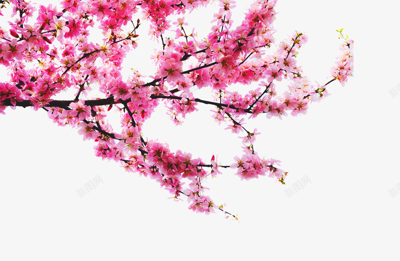 梅花png免抠素材_新图网 https://ixintu.com 树枝 桃花 梅花 粉色的花