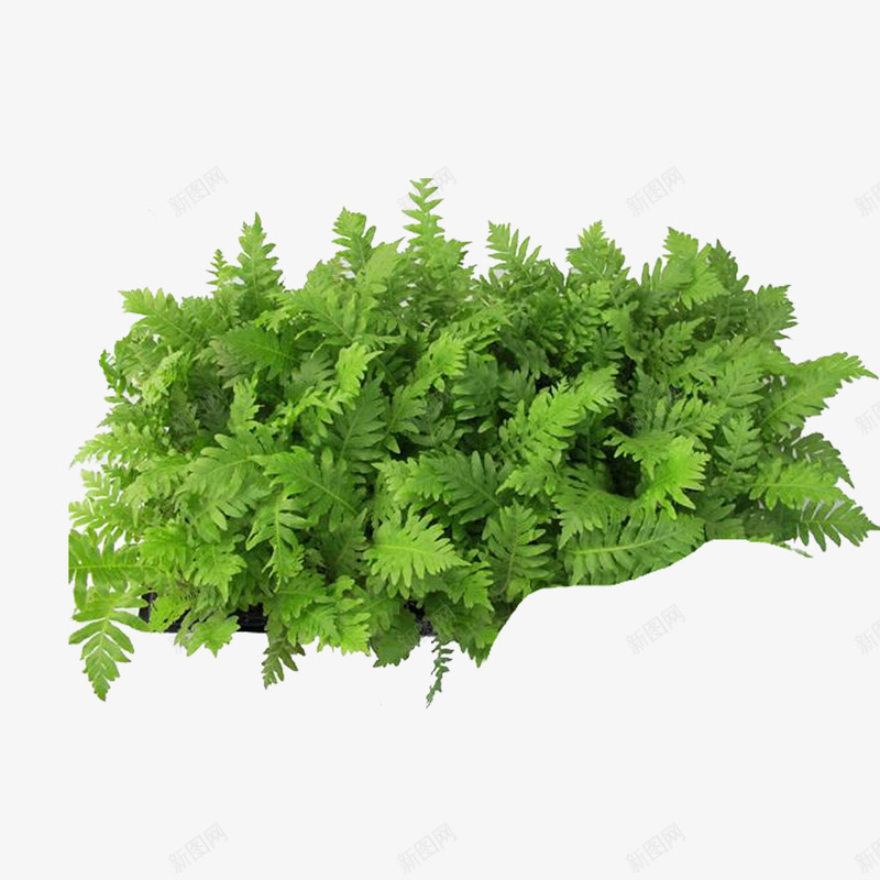 蕨类绿色植物png免抠素材_新图网 https://ixintu.com 植物 清新 绿色 蕨类