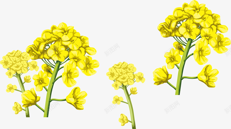 手绘油菜花png免抠素材_新图网 https://ixintu.com 健康 卡通 厨房 手绘油菜花表情矢量素材 插图 插画 春天 符号 绿色 表情