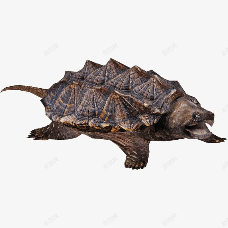 生物鳄龟png免抠素材_新图网 https://ixintu.com 乌龟 动物 动物世界 动物园 生物 缩头乌龟 野生动物 鳄龟