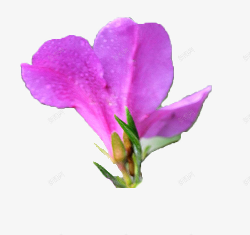 一朵绽放的紫色杜鹃花背影png免抠素材_新图网 https://ixintu.com 一朵花 五瓣花瓣 实物 带露水 杜鹃花 杜鹃花瓣 紫色 花开