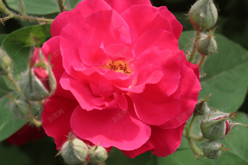春天里的月季花png免抠素材_新图网 https://ixintu.com 春天 月季 红色 装饰