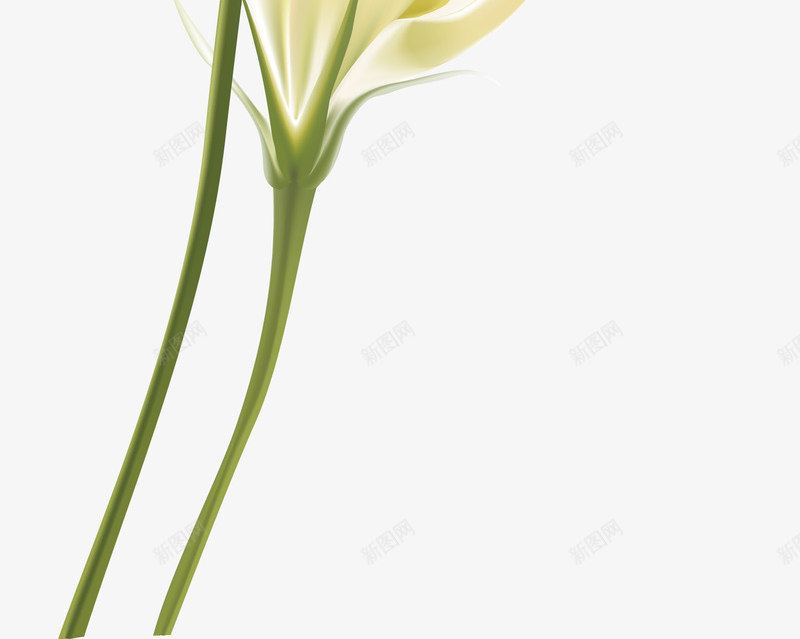 百合花图案百合花纹理矢量图ai免抠素材_新图网 https://ixintu.com 中国风百合花 六片花瓣 手绘百合花朵 白色百合花 百合花剪纸 百合花白色 百合花简笔 百合花素材图 百合花花环 矢量图 透明百合花