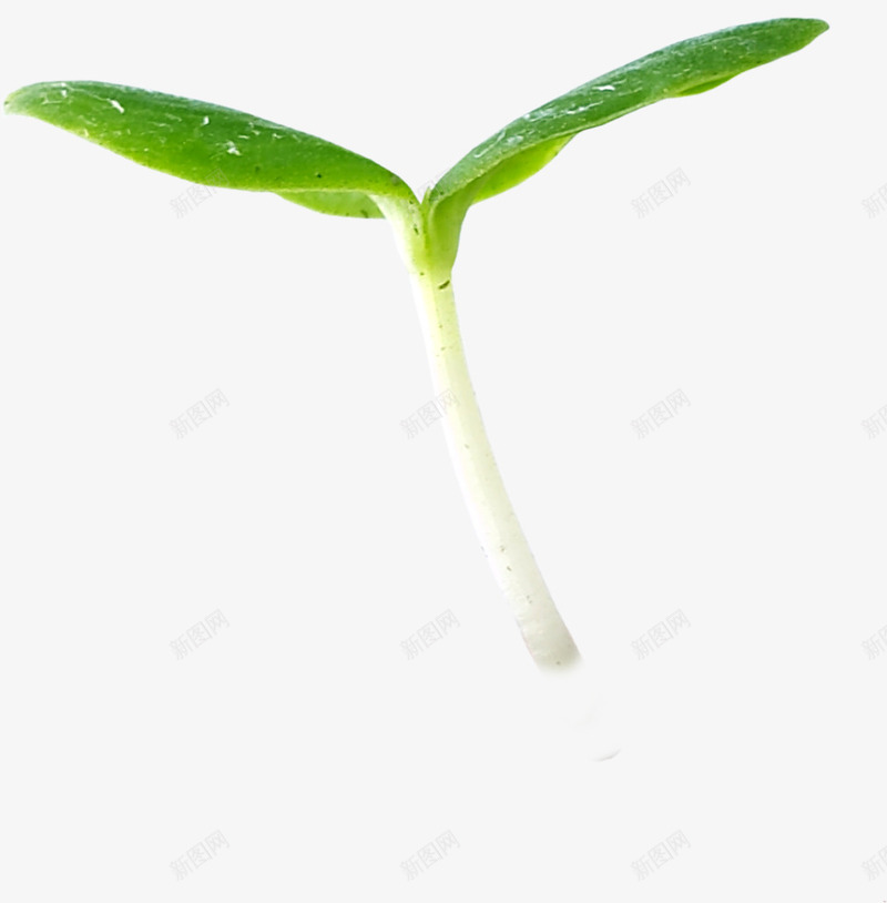豆芽png免抠素材_新图网 https://ixintu.com 坚强 奇迹 小生命 手绘 春天 树叶 生命 生命树 生长 绿叶元素 绿色 绿色豆苗 豆芽 豆苗
