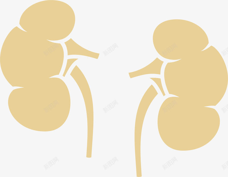 肾部器官png免抠素材_新图网 https://ixintu.com 卡通 生物医药