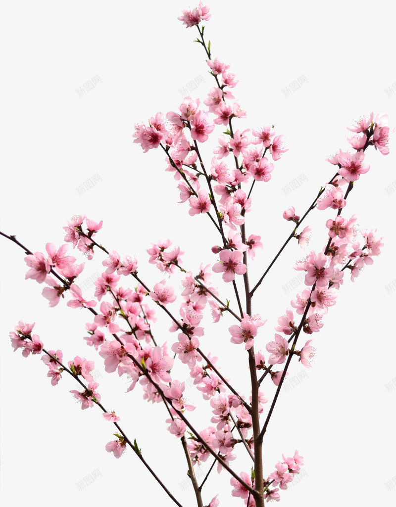 清新粉色桃花树枝png免抠素材_新图网 https://ixintu.com 树枝 桃花 清新 粉色