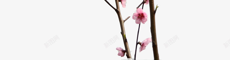 清新粉色桃花树枝png免抠素材_新图网 https://ixintu.com 树枝 桃花 清新 粉色
