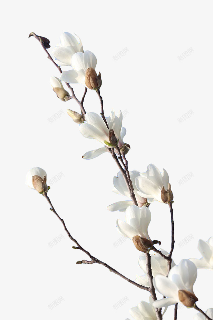 白色玉兰花png免抠素材_新图网 https://ixintu.com 植物 白色 花卉 花枝 装饰