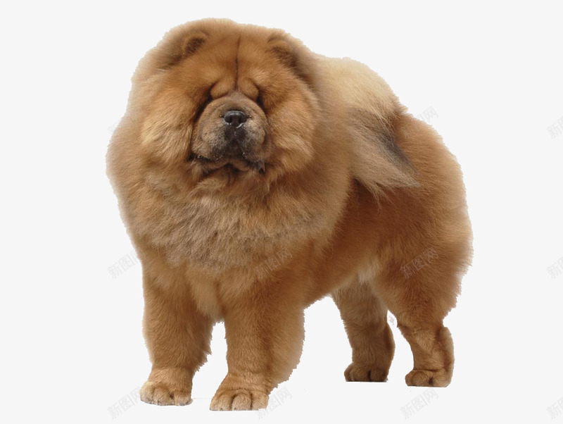 胖大的松狮狗png免抠素材_新图网 https://ixintu.com 宠物 松狮犬 胖 重