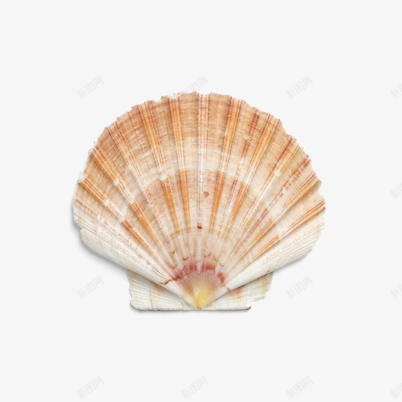 产品实物白色海贝png免抠素材_新图网 https://ixintu.com 实物海贝 小饰品 海产品 海贝 白色贝壳 装饰物