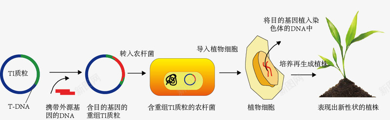 农杆菌转化示意图png免抠素材_新图网 https://ixintu.com 农杆菌转化示意图 生物教学 经典实验 结构图