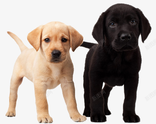萌萌的黑白双煞萌犬png免抠素材_新图网 https://ixintu.com 动物 可爱 柔顺 狗 萌