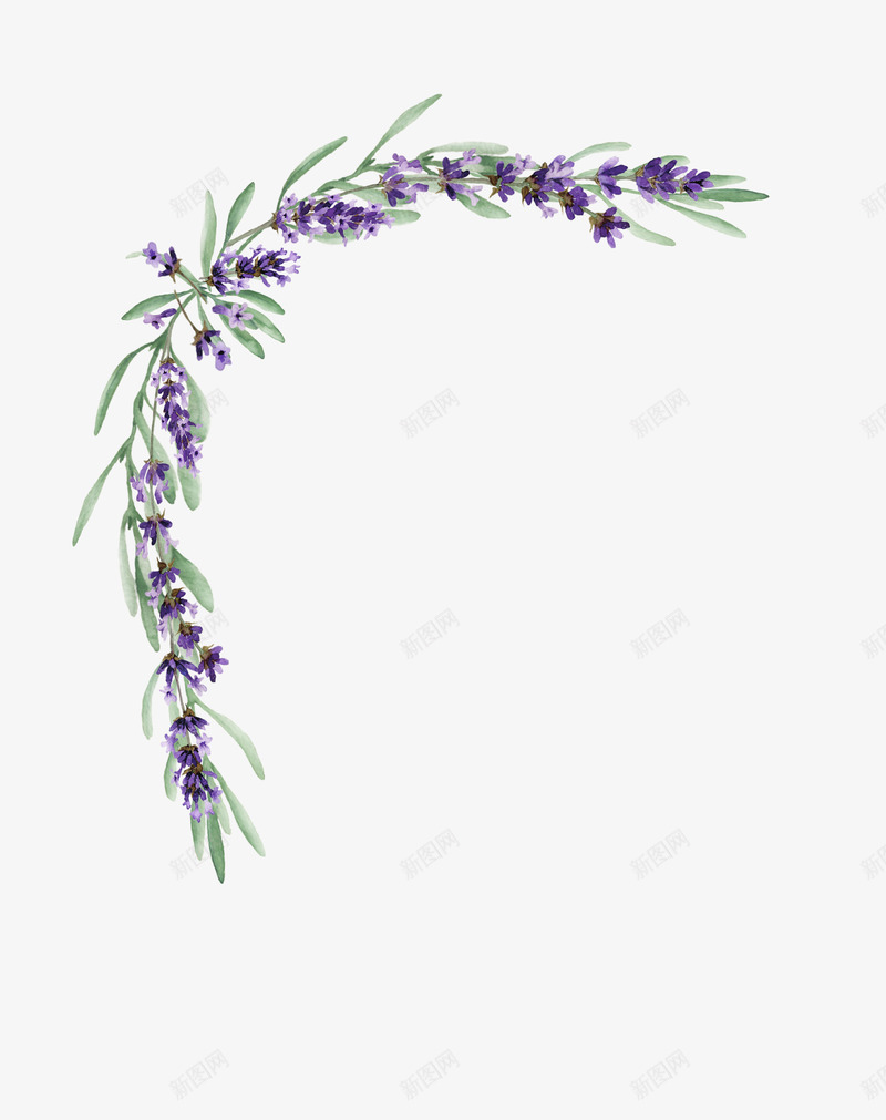 手绘紫色薰衣草角框png免抠素材_新图网 https://ixintu.com 包装设计 小清新包装 布料印花 植物花卉 紫色薰衣草角框 花朵 花朵装饰 花草设计 贺卡设计 边角角框