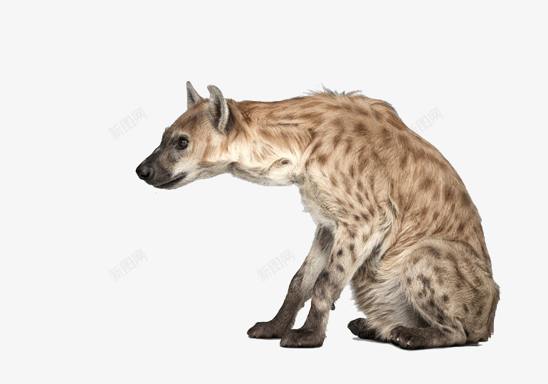 狼狗动物png免抠素材_新图网 https://ixintu.com 动物 狼狗 生物 野狗