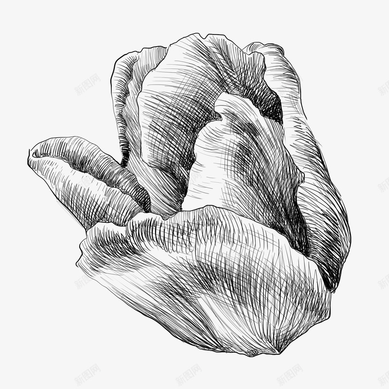 素描花朵png免抠素材_新图网 https://ixintu.com 写意 手绘 淡雅 清新 白描 素描 花 花瓣 装饰