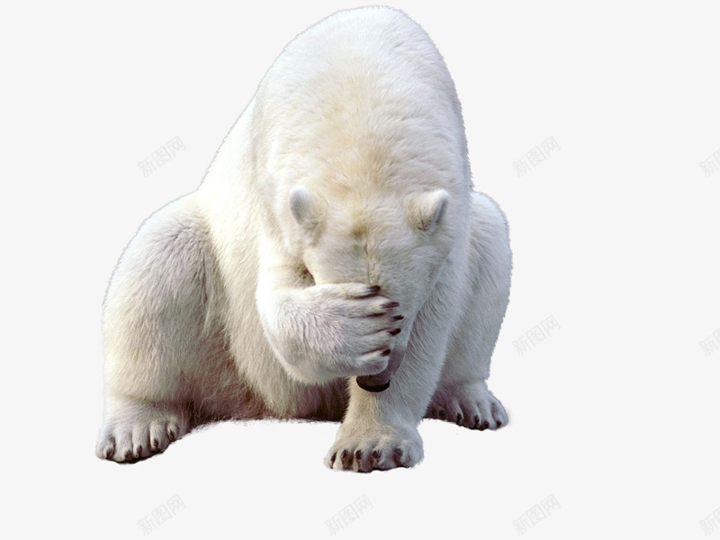 羞涩的北极熊图行天下png免抠素材_新图网 https://ixintu.com 北极动物 北极熊 白色皮毛 稀有动物 羞涩风格