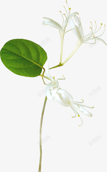 花枝花蕊绿叶png免抠素材_新图网 https://ixintu.com png素材 绿叶 花枝 花蕊