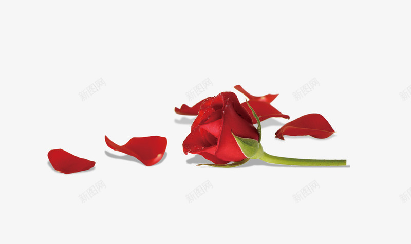 玫瑰花瓣png免抠素材_新图网 https://ixintu.com 圣诞节 情人 情侣 玫瑰花