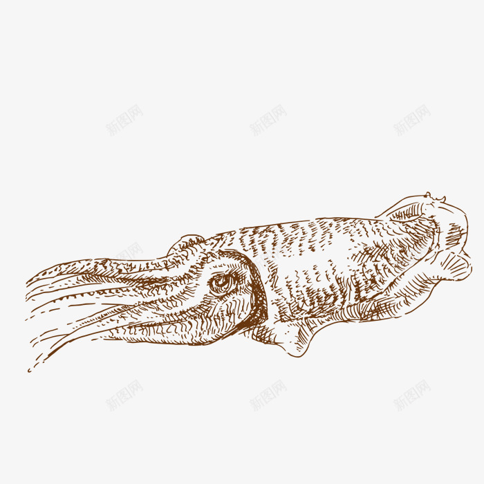 手绘海洋生物png免抠素材_新图网 https://ixintu.com png图形 png装饰 手绘 海产品 生物 装饰