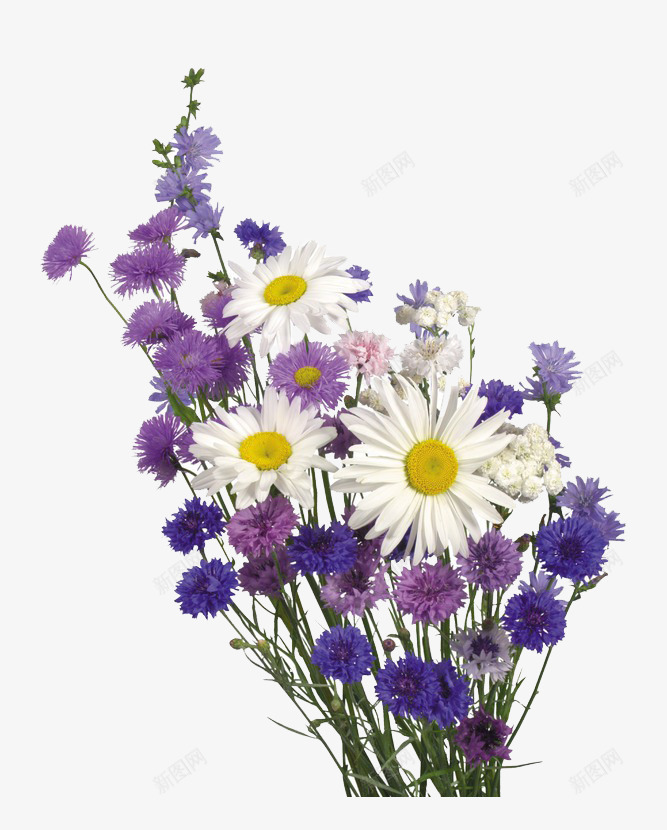 白色小菊花png免抠素材_新图网 https://ixintu.com 实物 白色 紫色小花 花束 菊花