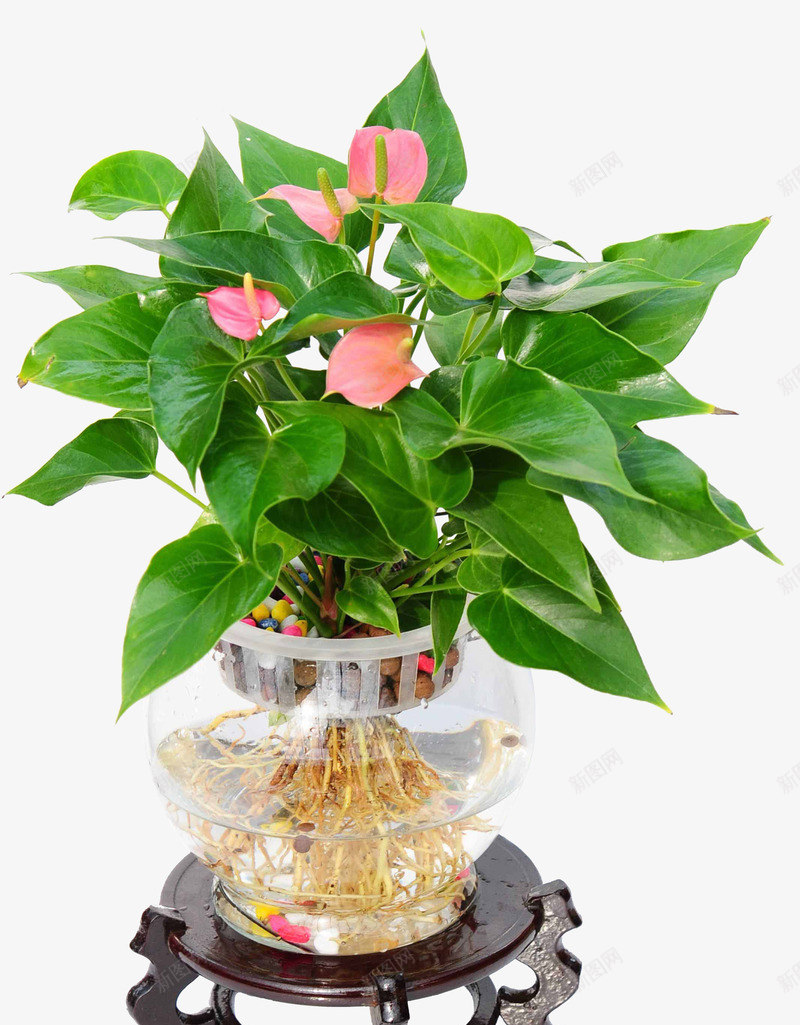水培粉色红掌png免抠素材_新图网 https://ixintu.com 彩色石头 木质花架 玻璃花盆 粉色花朵 绿叶 装饰 软装