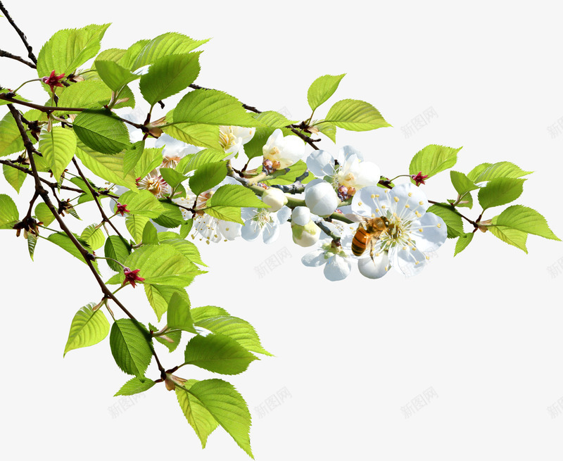 唯美淡雅白色花朵树叶png免抠素材_新图网 https://ixintu.com 树叶 淡雅 白色 花朵