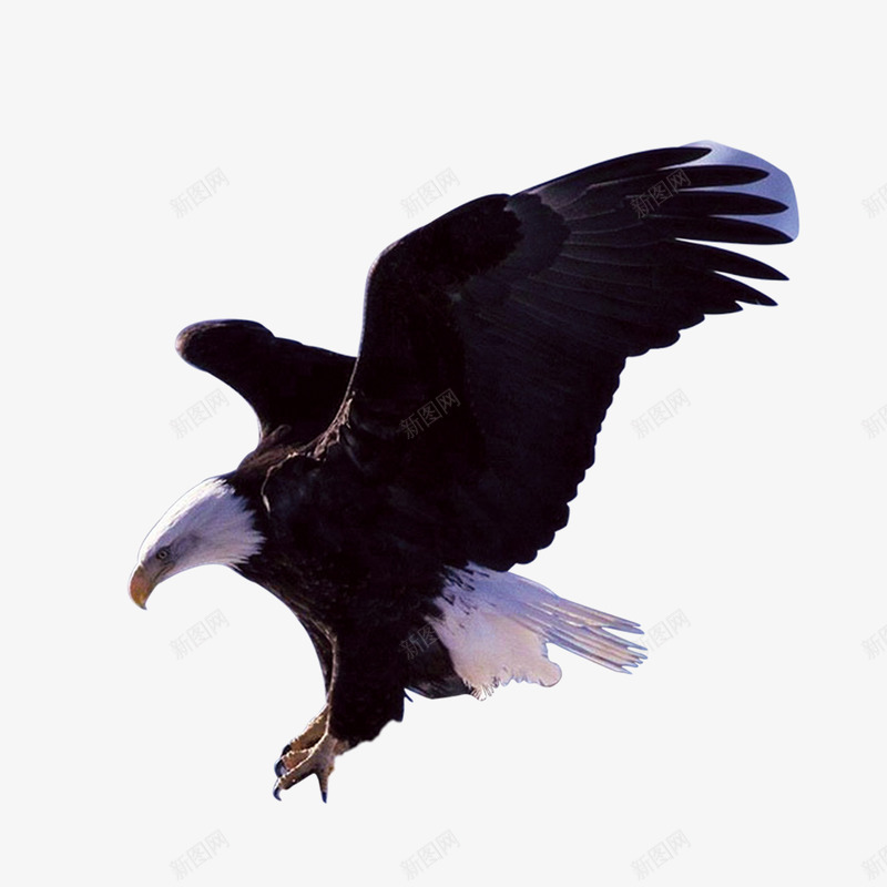 黑色老鹰飞翔psd免抠素材_新图网 https://ixintu.com 扑腾 老鹰 飞翔 鸟类 黑色
