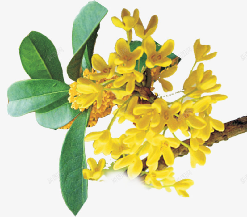 桂花png免抠素材_新图网 https://ixintu.com 桂花 花卉 花枝 黄色