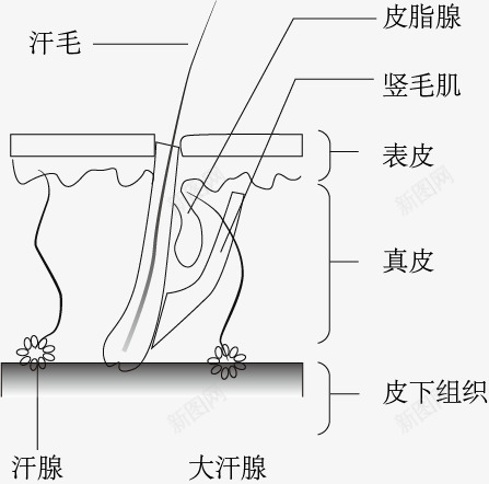 汗腺结构示意图png免抠素材_新图网 https://ixintu.com 手绘 汗腺结构 生物教学 示意图 细胞结构