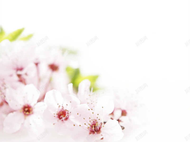 粉色淡雅花朵植物清新png免抠素材_新图网 https://ixintu.com 植物 淡雅 清新 粉色 花朵