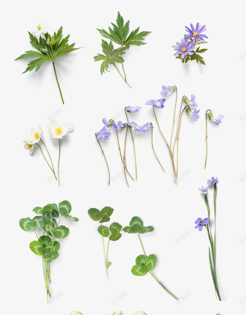 植物花朵绿叶效果紫色花朵png免抠素材_新图网 https://ixintu.com 效果 植物 紫色 绿叶 花朵