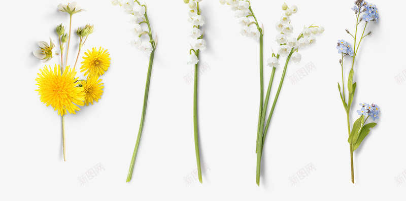 植物花朵绿叶效果紫色花朵png免抠素材_新图网 https://ixintu.com 效果 植物 紫色 绿叶 花朵