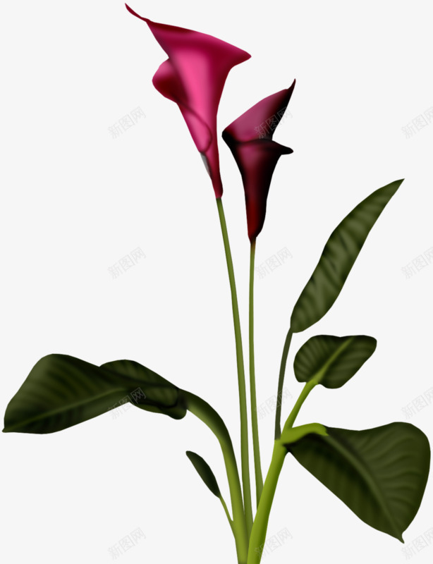 一株两朵紫红色的花png免抠素材_新图网 https://ixintu.com 植物 紫花 红花 花朵