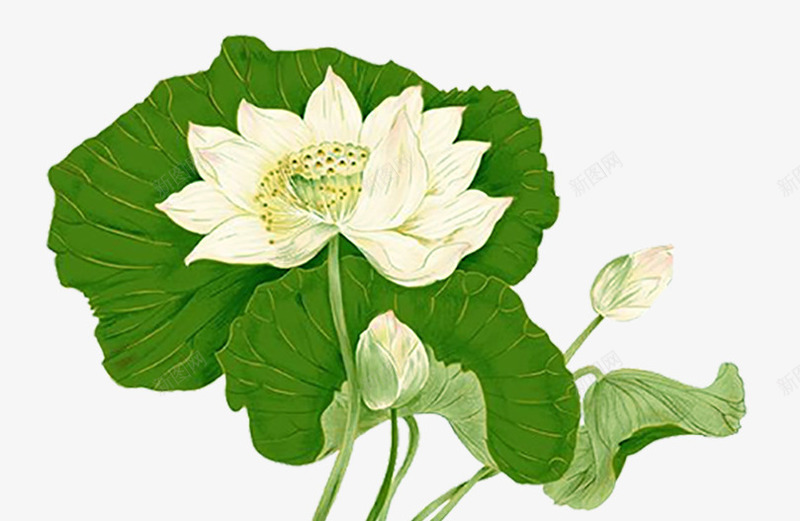 清明节水墨绿中国风水墨荷花psd免抠素材_新图网 https://ixintu.com 中国风 墨绿 水墨 清明节 清明节水墨绿中国风食品水墨荷花 荷花