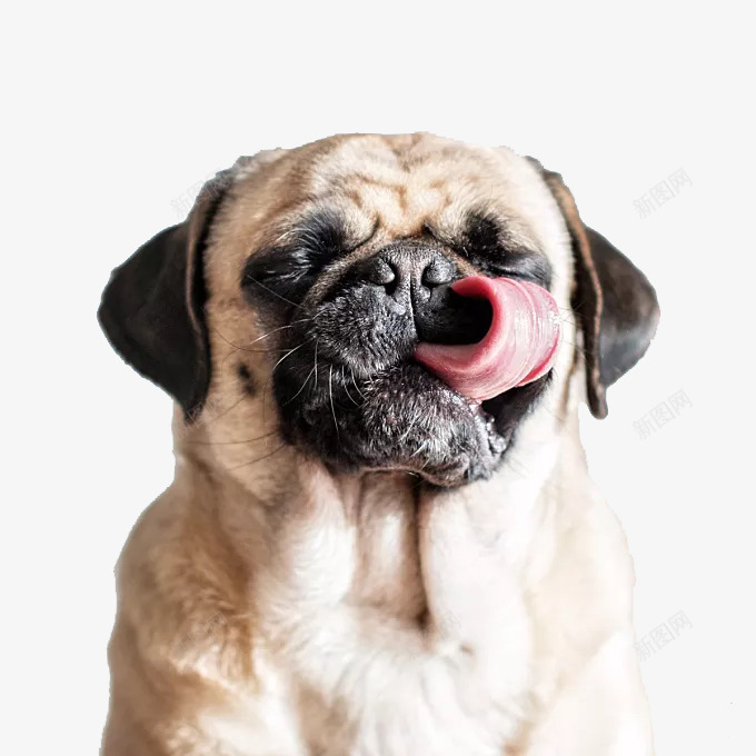 可爱八哥犬png免抠素材_新图网 https://ixintu.com 中国犬 八哥犬 动物 宠物 小型犬种 狗 饲养