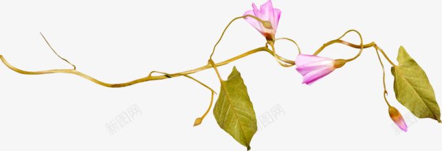 紫色牵牛花png免抠素材_新图网 https://ixintu.com 紫色 绿色 花藤