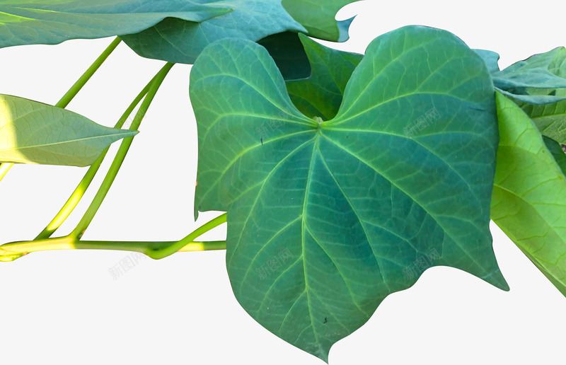 天然植物红薯叶png免抠素材_新图网 https://ixintu.com 叶子 植物 红薯 红薯苗 苗 食材